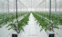 Агротекстиль Agrojutex белый 130г/м2 - 1x100м Агротекстиль Agrojutex белый 130г/м2 - 1x100м