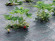 Агротекстиль Agrojutex 130г/м2 - 3.30x100м Агротекстиль Agrojutex 130г/м2 - 3.30x100м