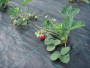 Агротекстиль Agrojutex 100г/м2 - 1.65x30м Агротекстиль Agrojutex 100г/м2 - 1.65x30м
