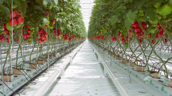 Агротекстиль Agrojutex белый 100г/м2 - 2.10x100м Агротекстиль Agrojutex белый 100г/м2 - 2.10x100м